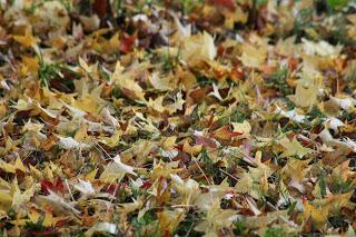 Fall foliage in Valle Olona