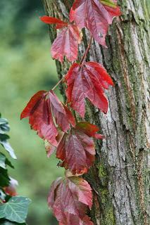 Fall foliage in Valle Olona