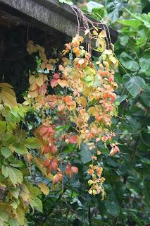 Fall foliage in Valle Olona