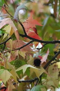 Fall foliage in Valle Olona