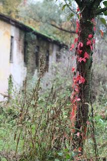 Fall foliage in Valle Olona