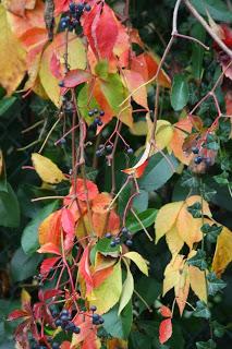 Fall foliage in Valle Olona