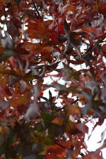 Fall foliage in Valle Olona