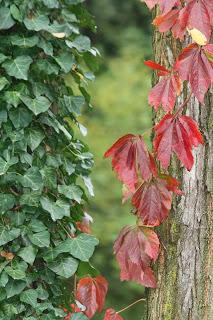 Fall foliage in Valle Olona