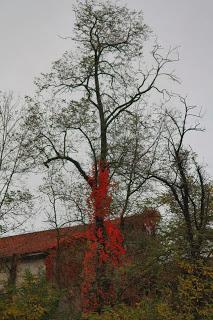 Fall foliage in Valle Olona