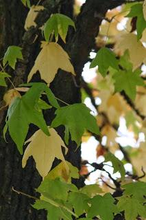 Fall foliage in Valle Olona