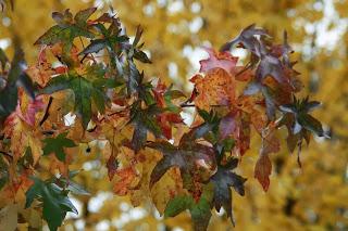 Fall foliage in Valle Olona