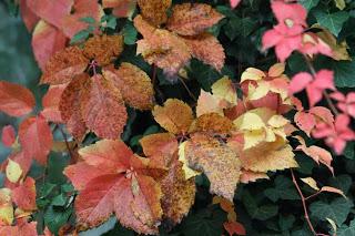 Fall foliage in Valle Olona