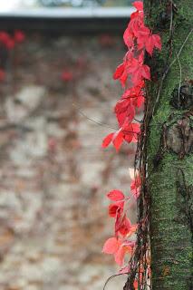 Fall foliage in Valle Olona