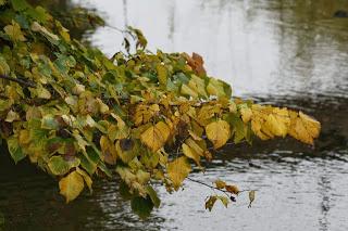 Fall foliage in Valle Olona