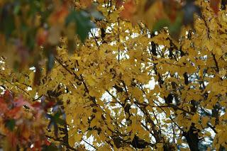 Fall foliage in Valle Olona