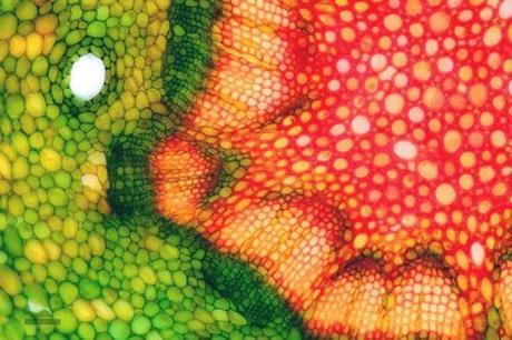 MICROSCOPICI PATTERNS E TEXTURES NEL MONDO DELL'INFINITAMENTE PICCOLO SUL SITO 