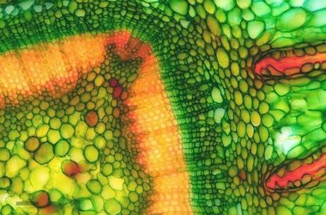 MICROSCOPICI PATTERNS E TEXTURES NEL MONDO DELL'INFINITAMENTE PICCOLO SUL SITO 