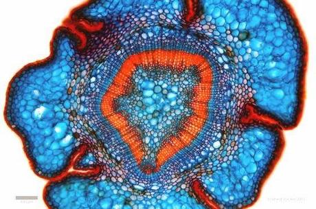 MICROSCOPICI PATTERNS E TEXTURES NEL MONDO DELL'INFINITAMENTE PICCOLO SUL SITO 