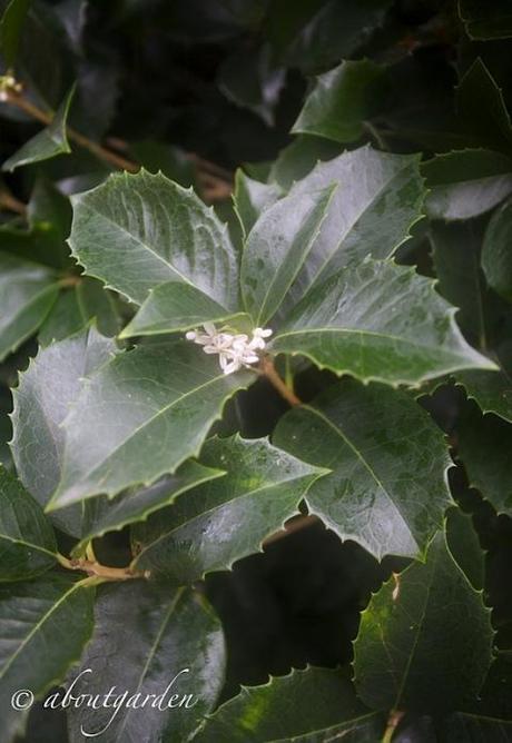 Osmanthus aquifolium