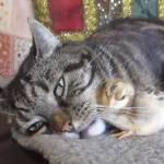 Il pulcino si addormenta sui baffi del gatto (Video)