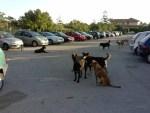 piraineto_piazzale_stazione_cani