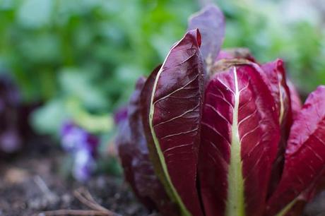 Radicchio: un fiore autunnale tutto da gustare