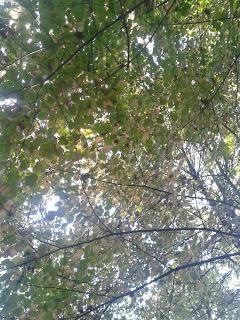 Prendi una mattina per caso.