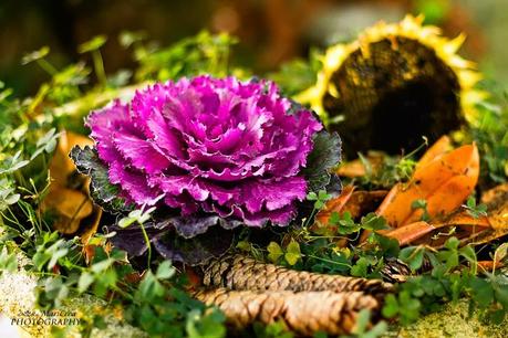 Mari Crea Photography