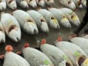 Cilento “festival” della pesca illegale tonno