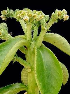 Wallpaper: Euphorbia echinulata