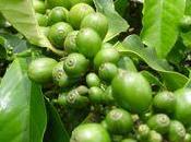 Come perdere peso caffè verde