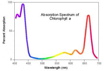 Spettro di assorbimento della clorofilla a. Crediti: University of Wisconsin-Madison