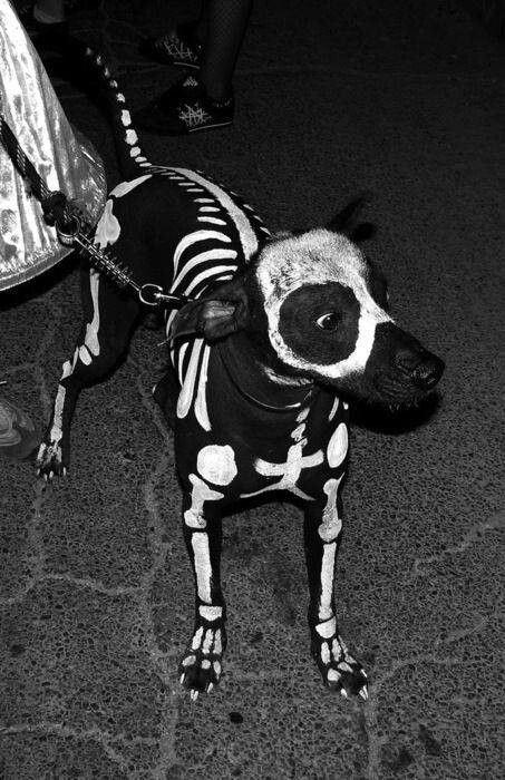 halloweendog