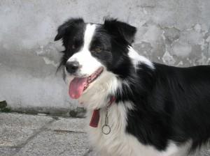 Archie il border collie