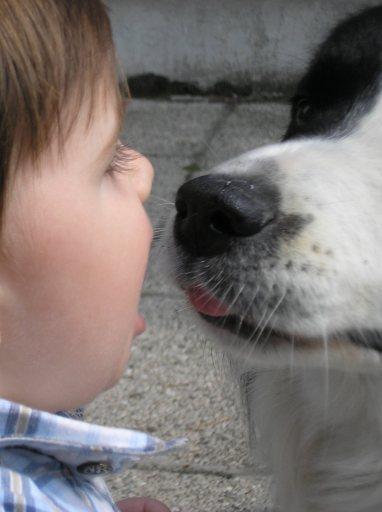 Archie il nostro border collie