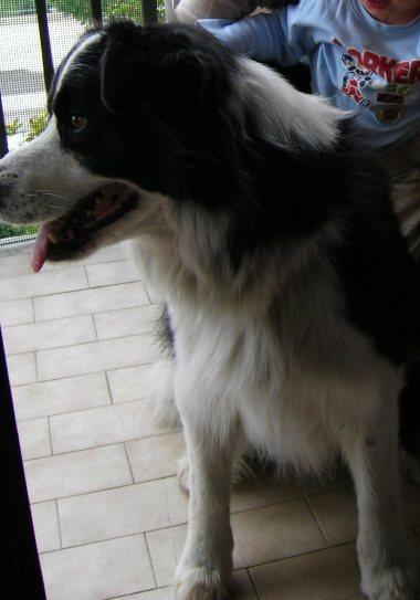 Archie il nostro border collie