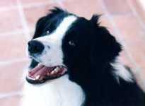 Archie il nostro border collie