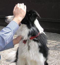 Archie il nostro border collie