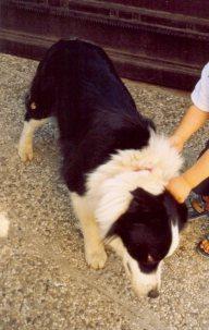 Archie il nostro border collie