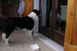 Archie il nostro border collie