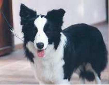 Archie il nostro border collie