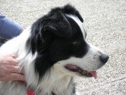 Archie il nostro border collie