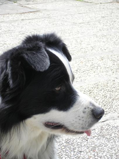 Archie il nostro border collie