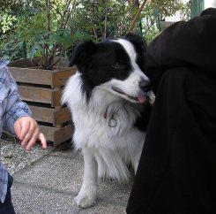 Archie il nostro border collie