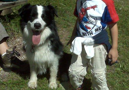 Archie il nostro border collie