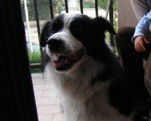 Archie il nostro border collie