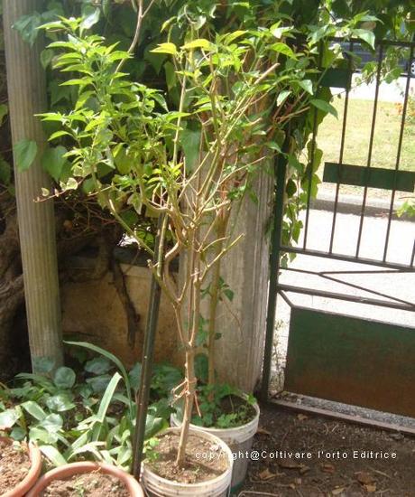 Una pianta di peperoncino BishopCrown allevata ad alberetto