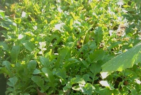 Coltivare la rucola, amabile compagna di pizze e insalate miste