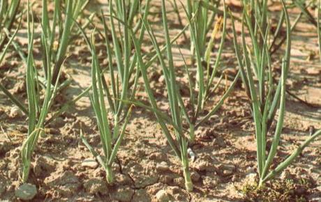 L’aglio nell’orto. dalla semina alla raccolta