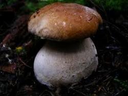 edulisboletus2