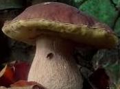 edulis boletus