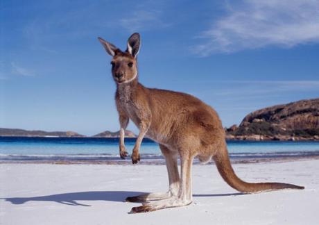 Australia BORSA DI STUDIO PER LAUSTRALIA PER LINSEGNAMENTO DELLA LINGUA ITALIANA 