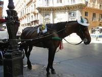 Storytelling – Un cavallo di nome Palermo