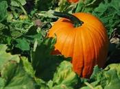 proprietà della ZUCCA!